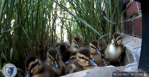 Ducklings Head Home