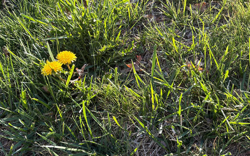Portrait of grass
