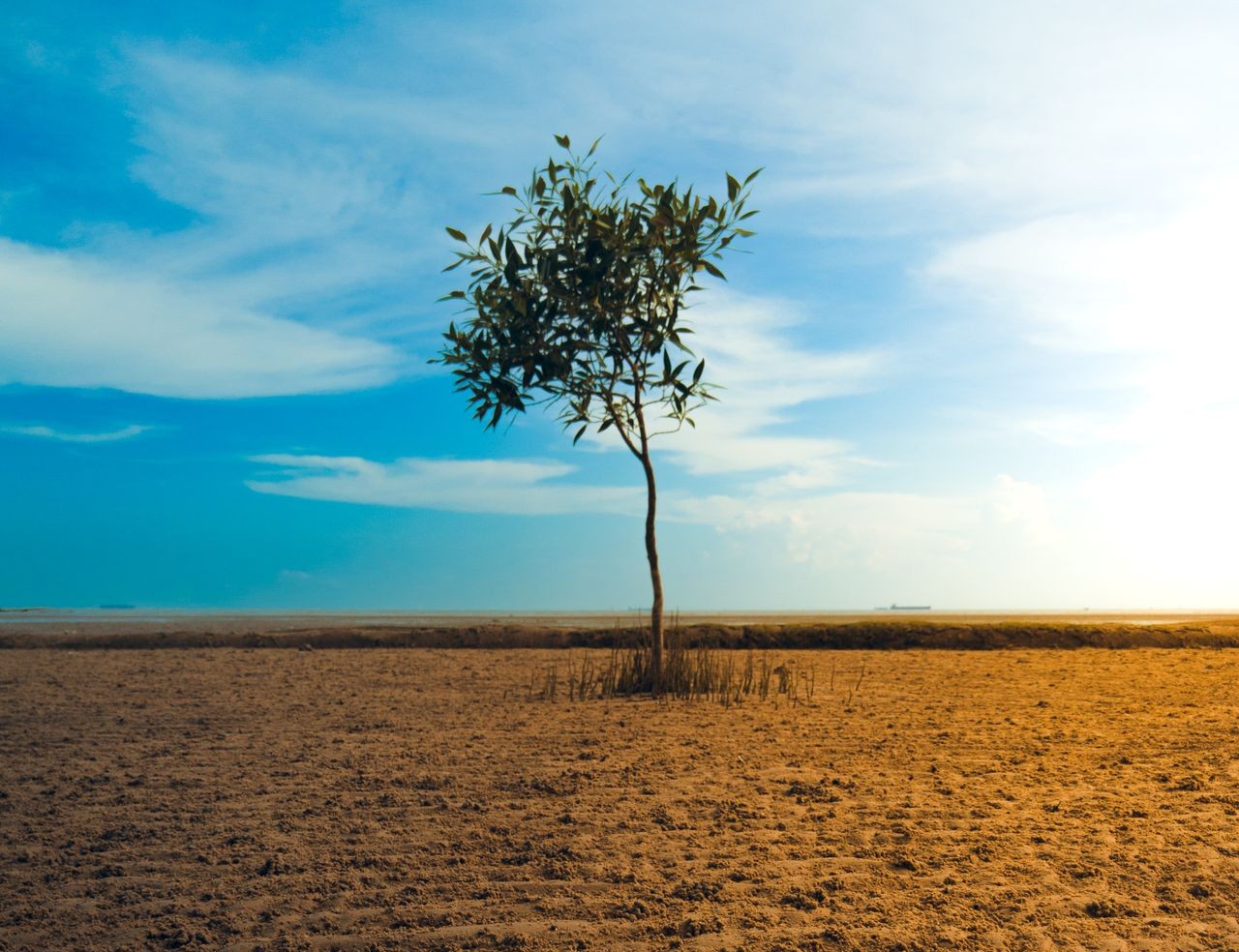 A lone tree stands in a barren, arid landscape under a vibrant sky in Malaysia. (Pexels)