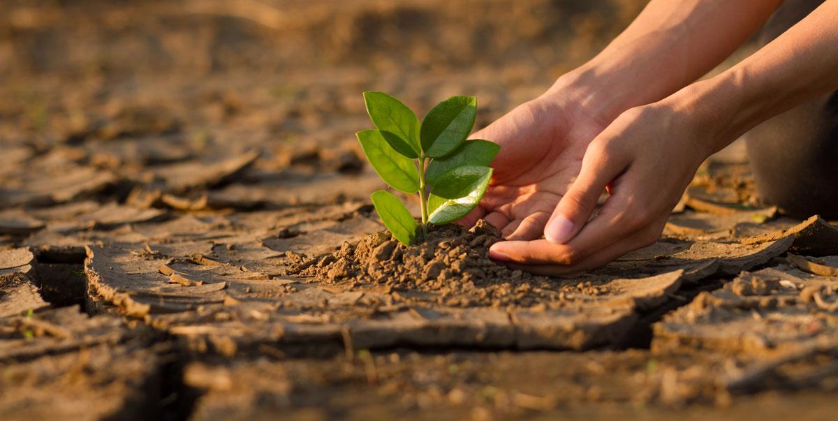 student planting tree in dry soil