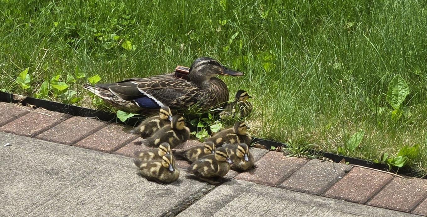 Stanley and her nine ducklings
