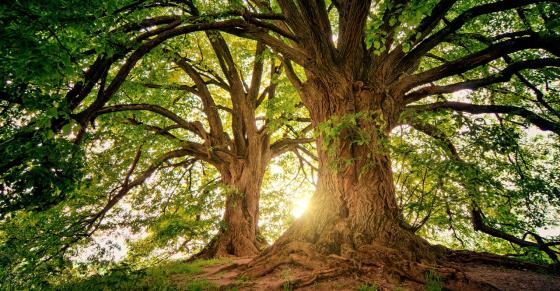 Large trees with leafy canopies filter a bright sunlit background