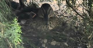 Stanley the duck, a seasonal visitor to the Central campus, on her nest