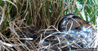 Screen shot from the Central Duck Cam livestream 