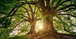 Large trees with leafy canopies filter a bright sunlit background