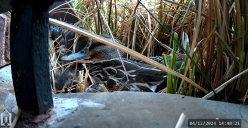 Central Duck Cam