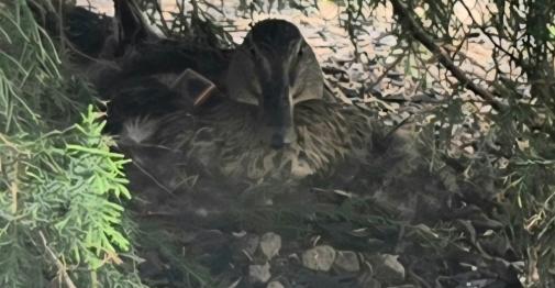 Stanley the duck, a seasonal visitor to the Central campus, on her nest