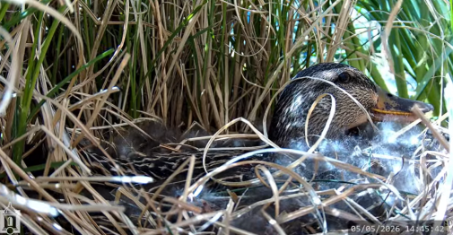 Screen shot from the Central Duck Cam livestream 