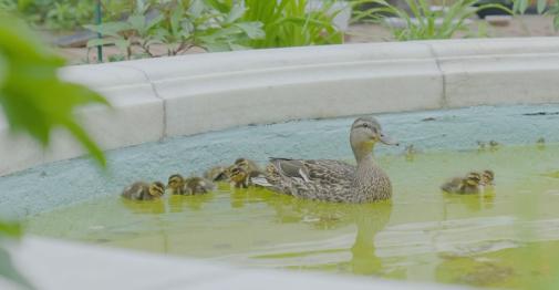A female mallard and her ducklings swim in a campus fountain