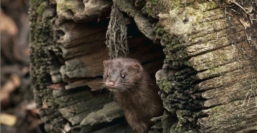 Everglades mink. (Jay Staton Photography)