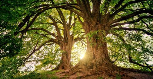Large trees with leafy canopies filter a bright sunlit background
